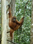 Urangatang Sarawak